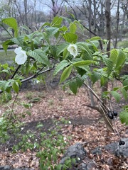 Rhodotypos scandens