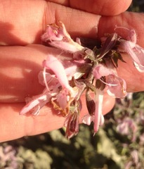 Salvia hierosolymitana