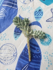 Sedum burrito
