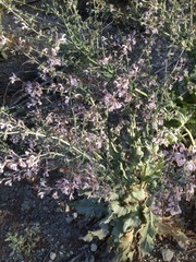 Salvia hierosolymitana
