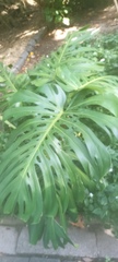 Monstera deliciosa
