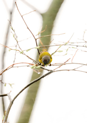 Leiothlypis ruficapilla