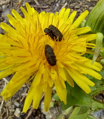 Anthaxia quadripunctata
