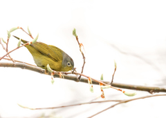 Leiothlypis ruficapilla