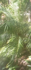 Phoenix roebelenii