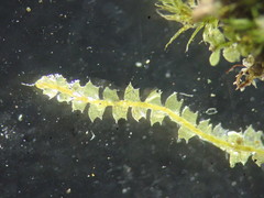 Mesoptychia collaris