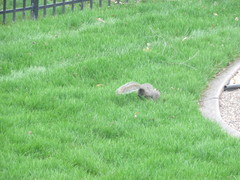 Sciurus carolinensis