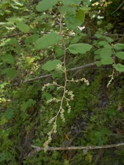 Holodiscus discolor discolor