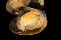 Cyzicus