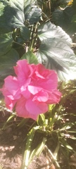 Hibiscus rosa-sinensis