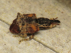 Conotrachelus anaglypticus