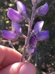 Lupinus chamissonis