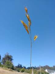 Bromus hordeaceus