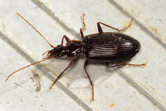 Platynus tenuicollis