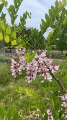 Robinia hispida kelseyi