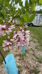 Robinia hispida kelseyi