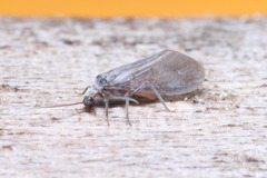 Conwentzia pineticola