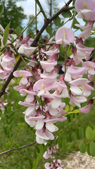 Robinia hispida kelseyi