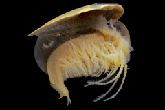 Leptestheria compleximanus