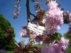 Prunus × lannesiana