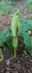 Arum maculatum