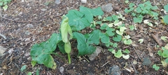 Arum maculatum