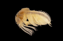 Cyzicus