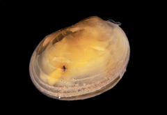 Cyzicus