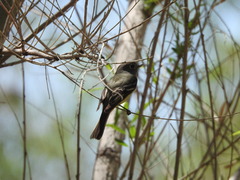 Empidonax wrightii