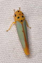 Graphocephala distanti