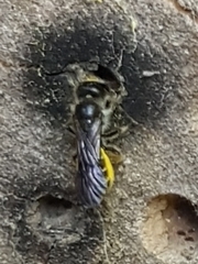 Chelostoma florisomne