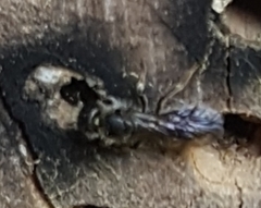 Chelostoma florisomne