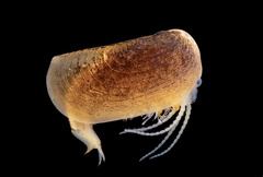 Leptestheria compleximanus