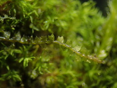 Mesoptychia collaris