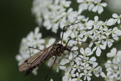 Nephrotoma pratensis