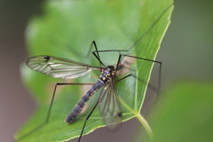 Nephrotoma pratensis