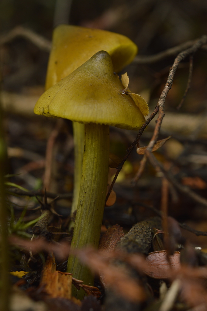 Hygrocybe conica · May 2022 · photo: © evaristoso (iNaturalist, cc-by)