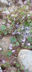 Cymbalaria muralis