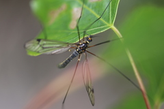 Nephrotoma pratensis