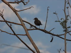 Turdus rufopalliatus