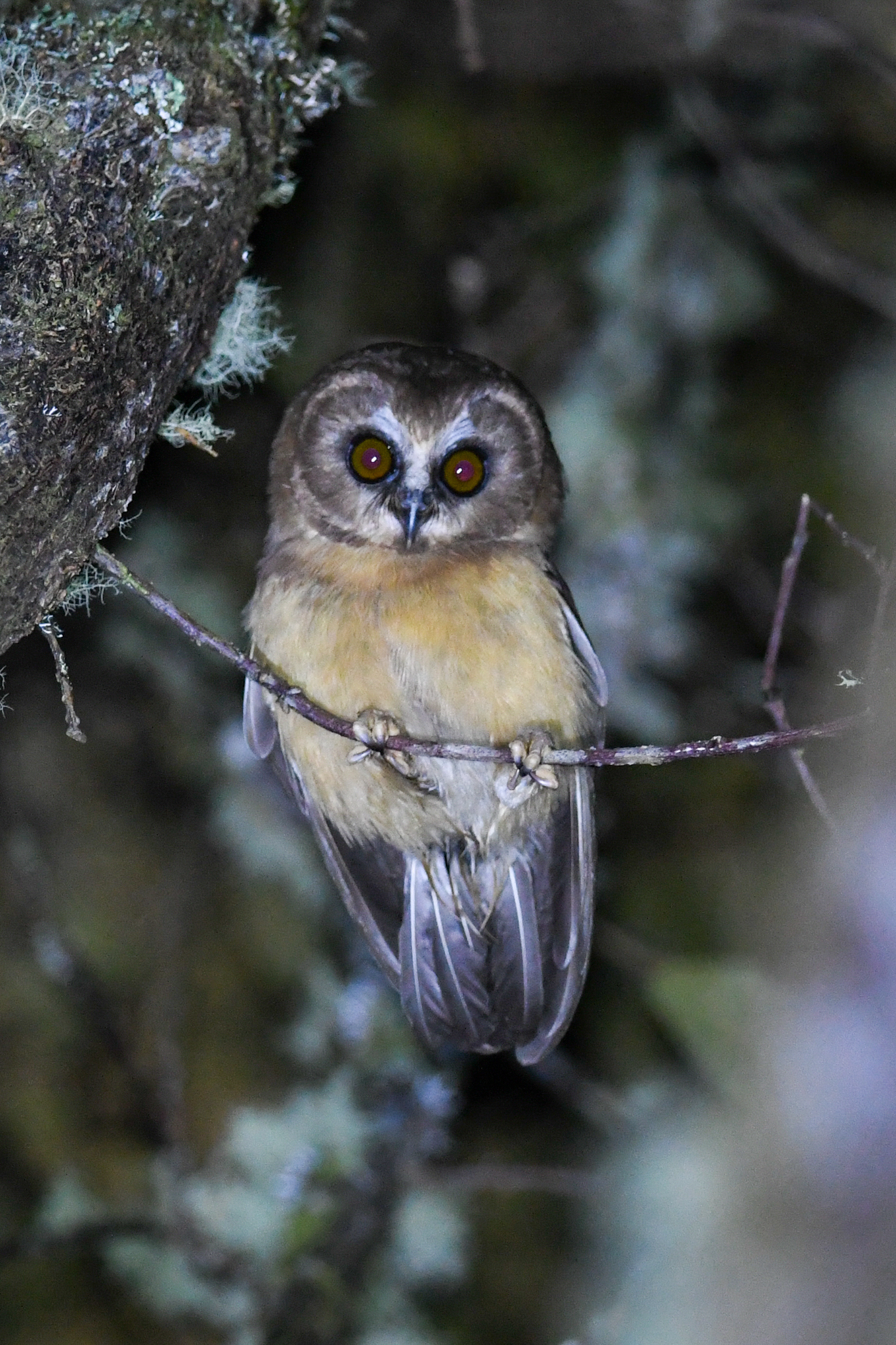Unspotted Saw-whet Owl (Aegolius ridgwayi), photo 3