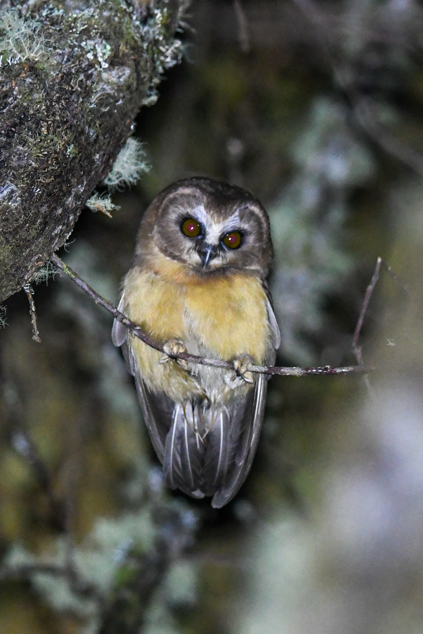 Unspotted Saw-whet Owl (Aegolius ridgwayi), photo 7