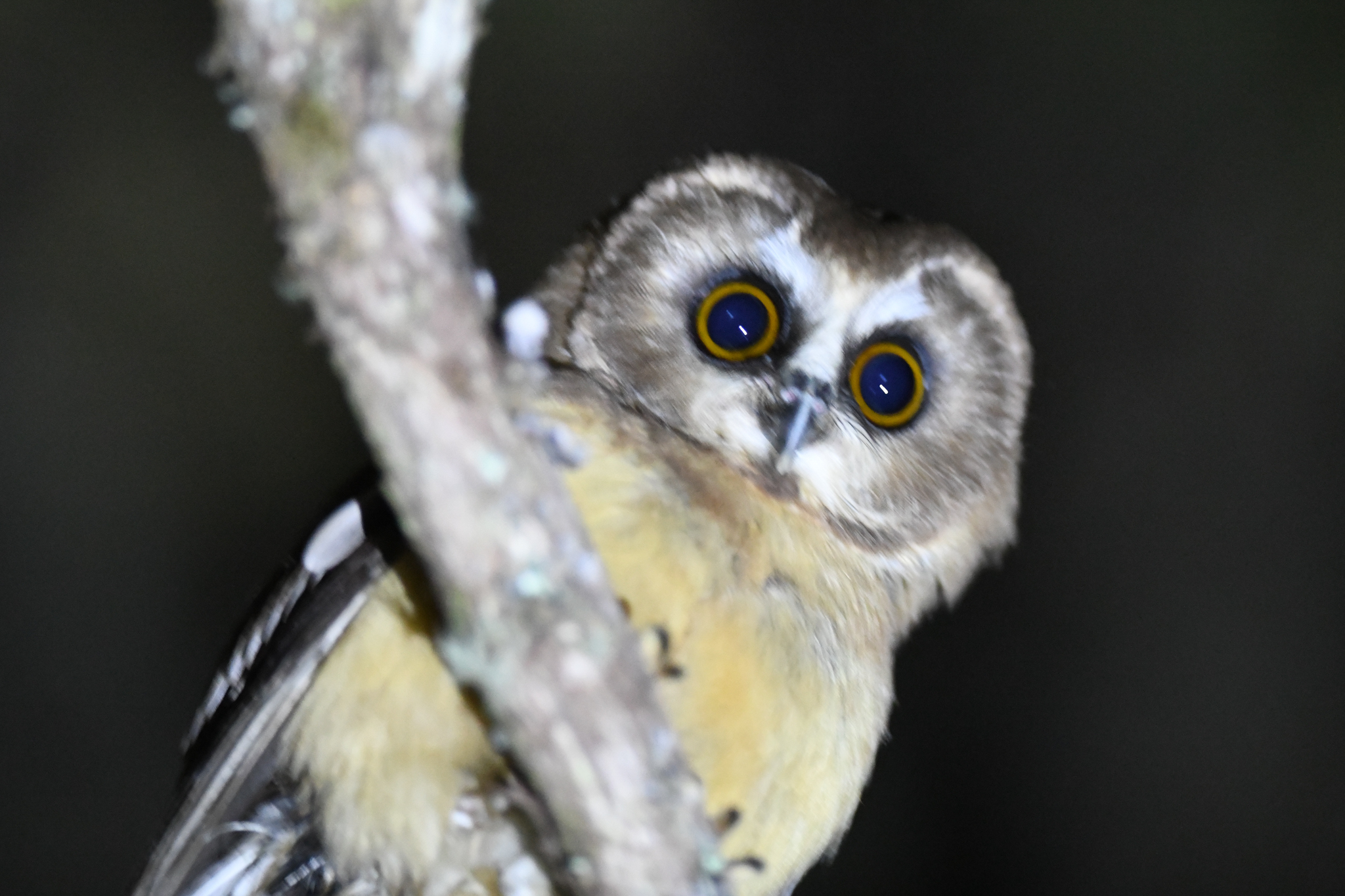 Unspotted Saw-whet Owl (Aegolius ridgwayi), photo 4