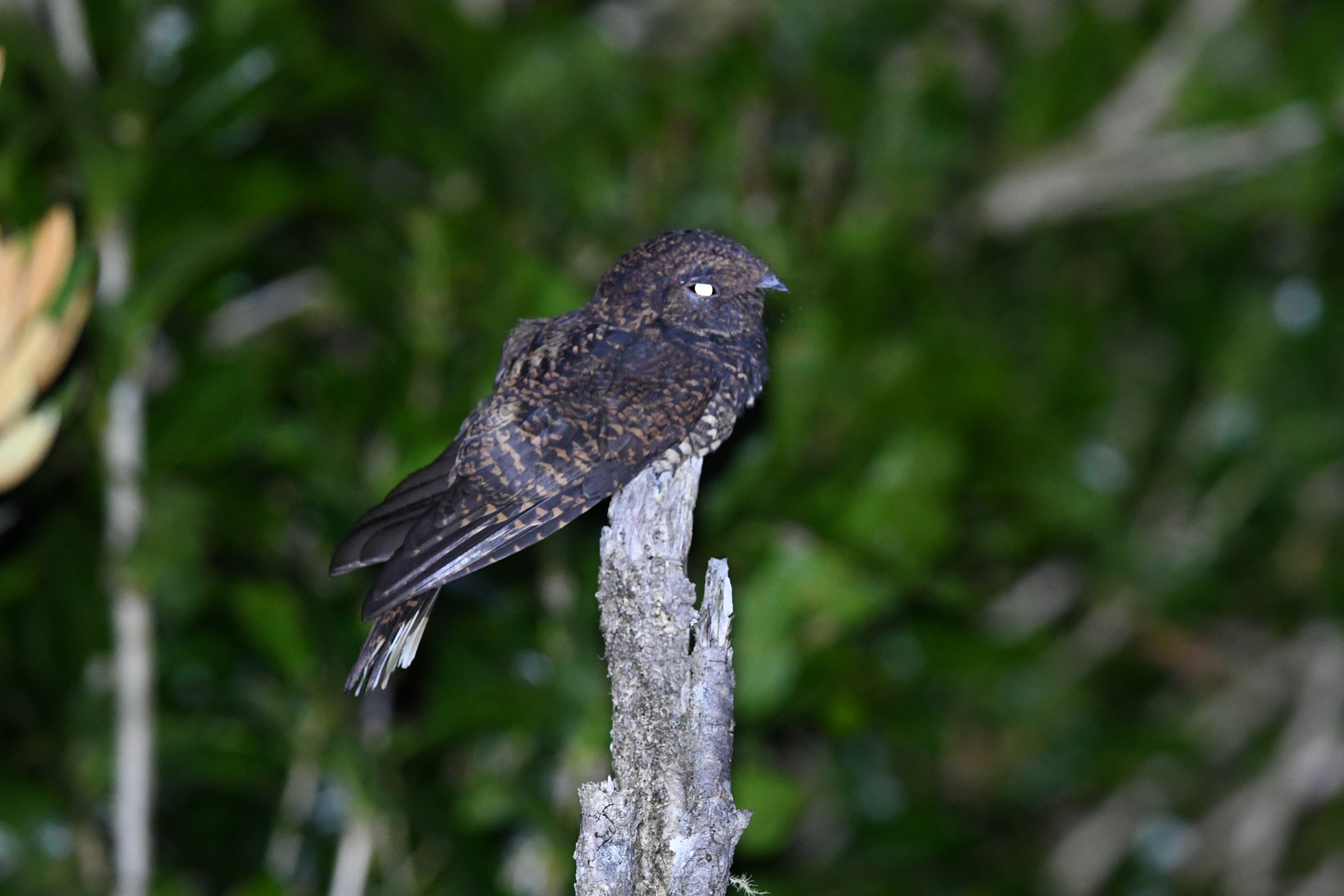 Dusky Nightjar (Antrostomus saturatus), photo 4