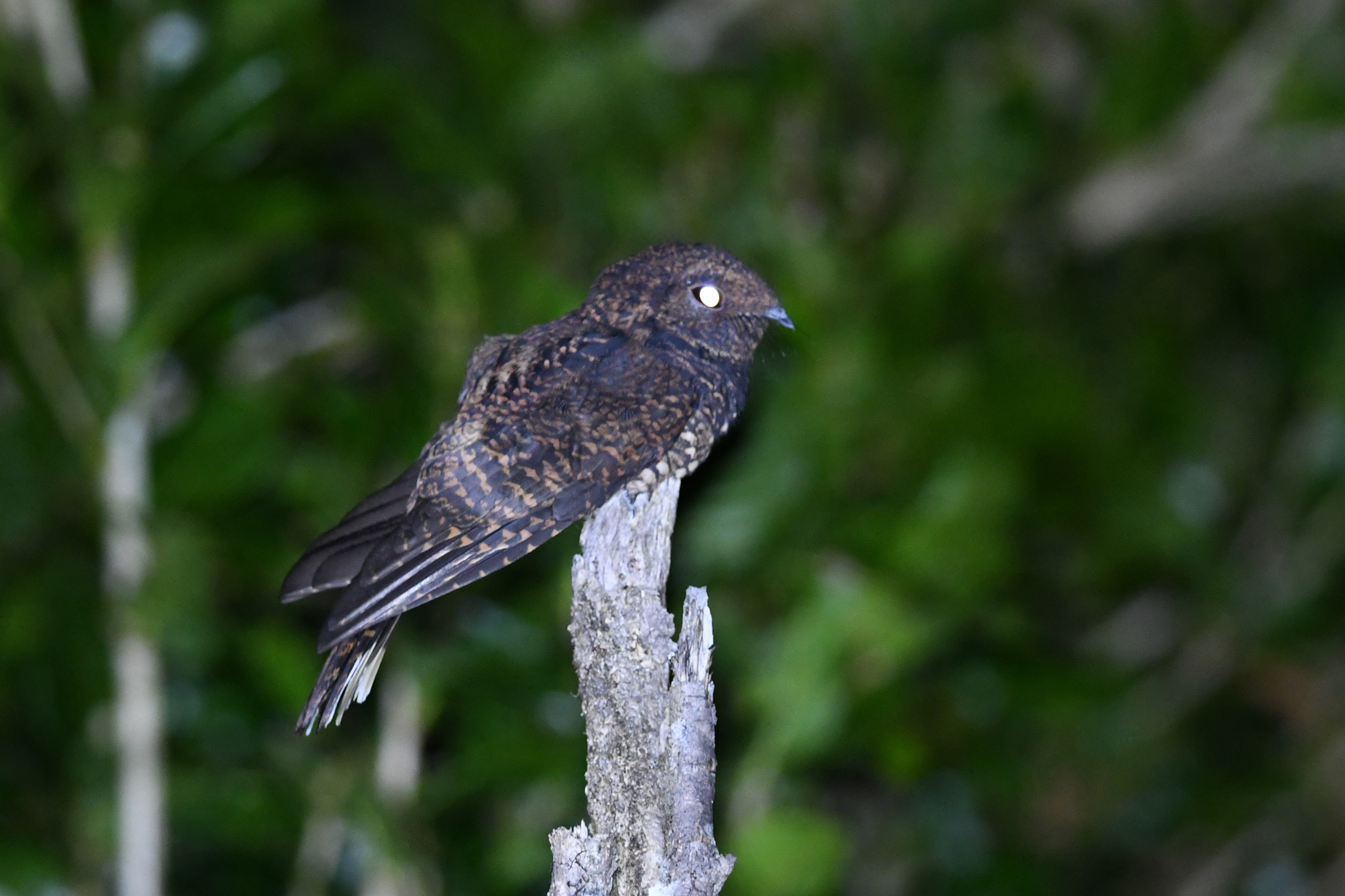 Dusky Nightjar (Antrostomus saturatus), photo 5