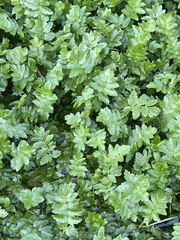 Berula