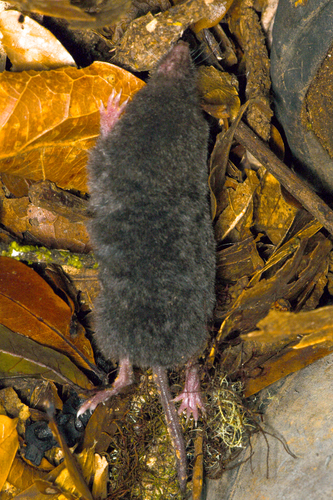 Blackish Small-eared Shrew
