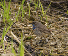 Luscinia svecica