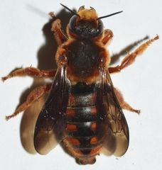 Rhodanthidium siculum