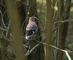 Garrulus glandarius